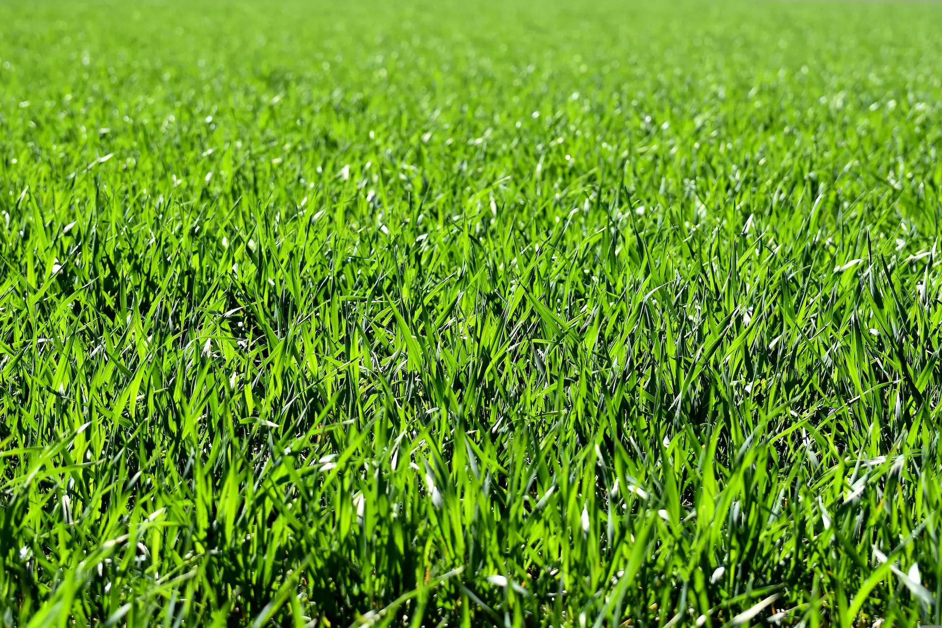 Lawn after service