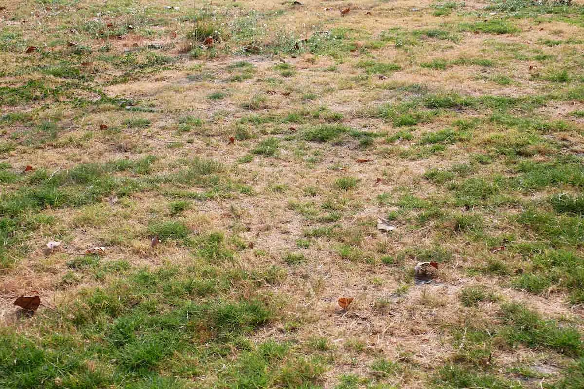 Lawn before service
