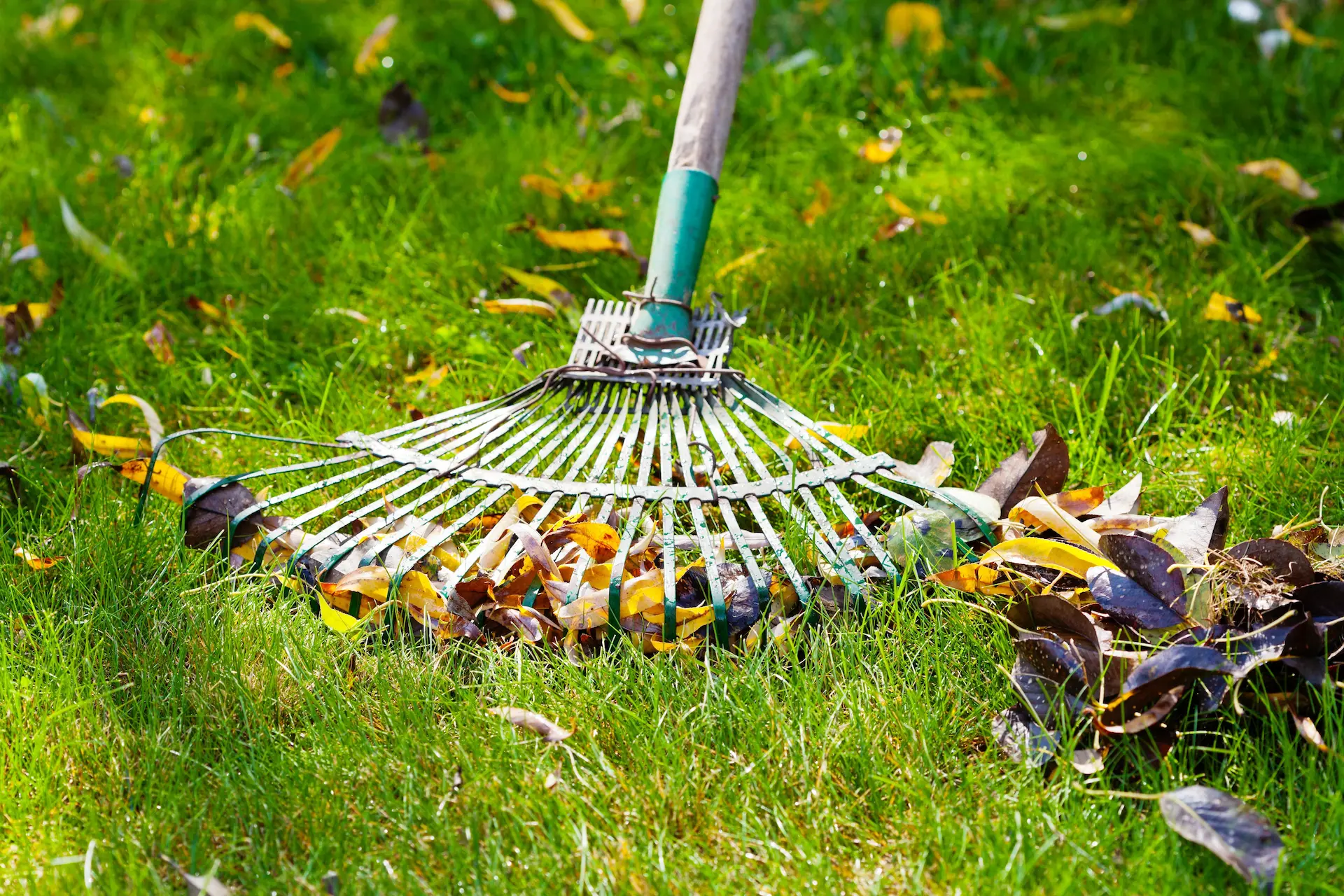 Well-kept residential lawn and landscaping