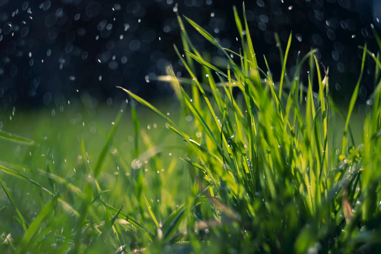 Irrigation service