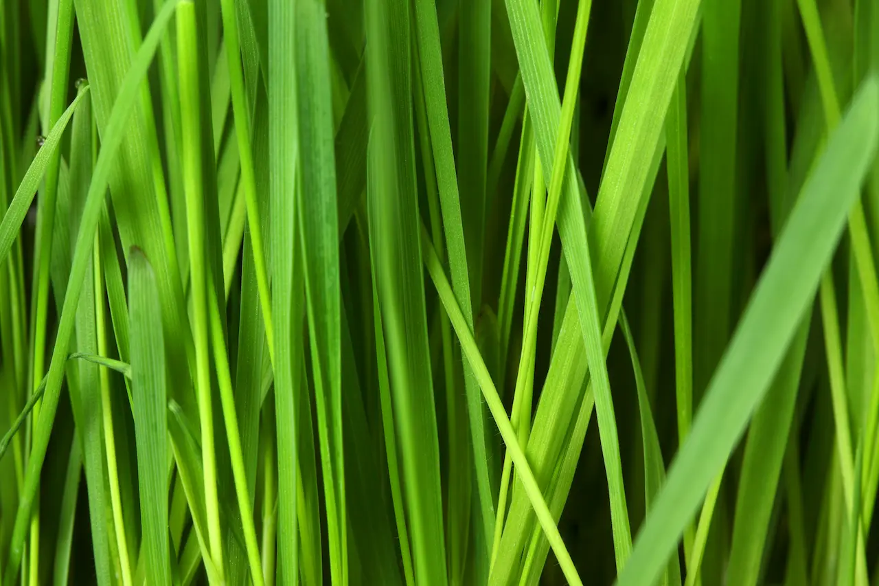 Lawn care service